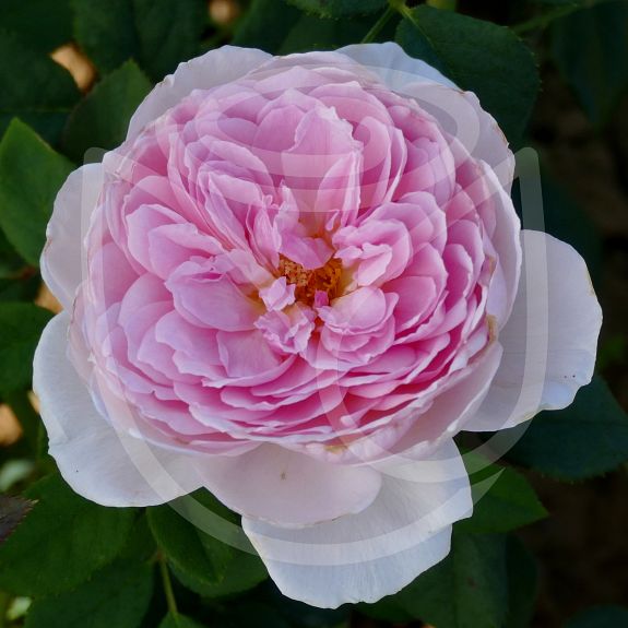 The Ancient Mariner®