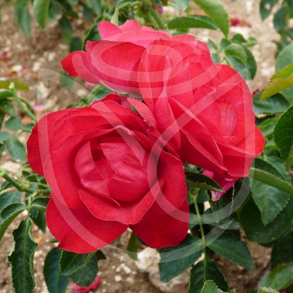 Rose de Pérouges®