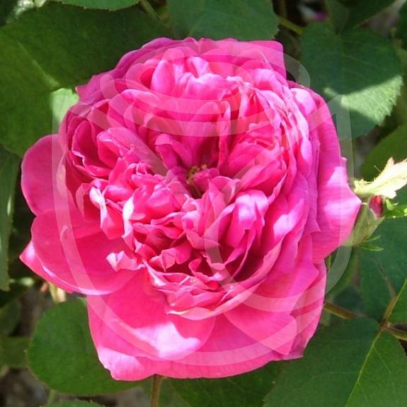 Rose de Rescht