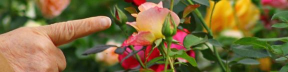 Conseils personnalisés&nbsp;: Quelles plantes pour mon jardin&nbsp;?