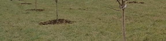 Comment réaliser un dossier d'aide à la création d'un verger de sauvegarde auprès de la région Bourgogne Franche Comté