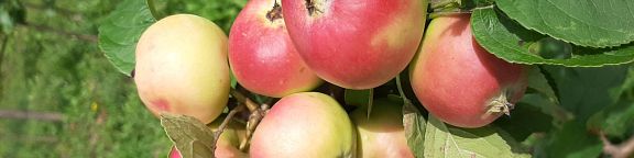 De l'arbre aux fruits - Samedi 22 novembre