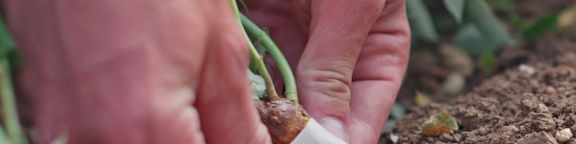 La vie des Pépinières Dima