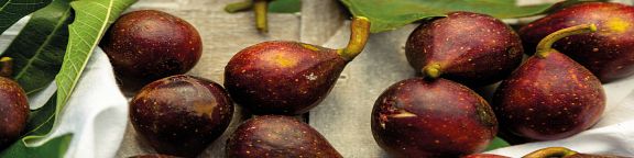 Fruitality®, fruitiers faciles et gourmands&nbsp;: