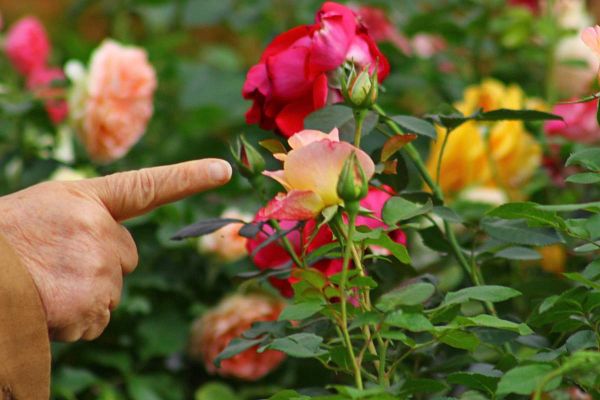 Conseils personnalisés&nbsp;: Quelles plantes pour mon jardin&nbsp;?