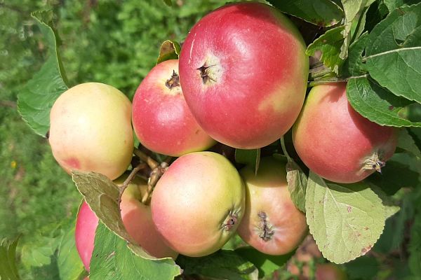 De l'arbre aux fruits - Samedi 22 novembre