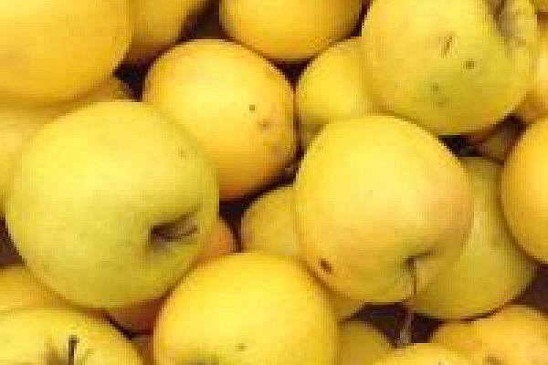 Craquez pour la pomme!