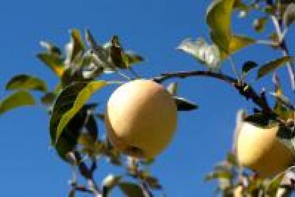 18 et 19 novembre: de l'arbre au fruit