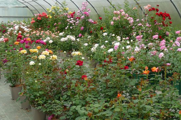 Balade printanière, tout est beau, tout est fleuri !