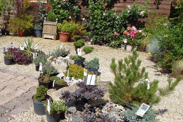 Un jardin de plantes vivaces