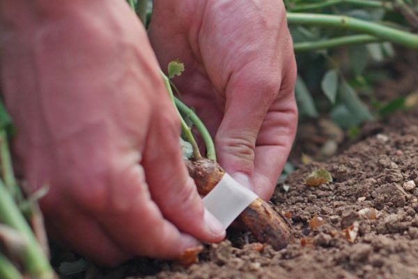 La vie des Pépinières Dima