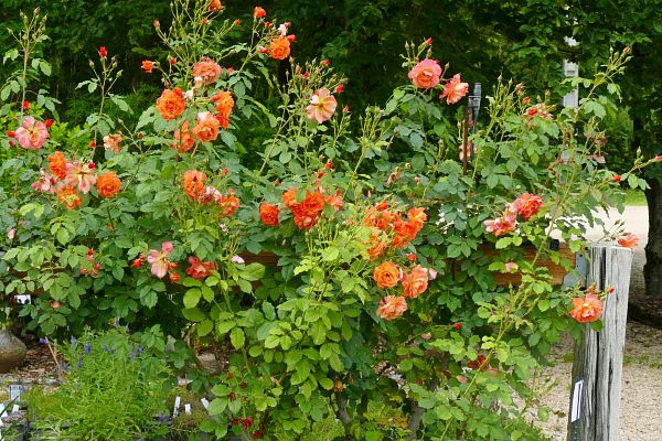 Rosiers grimpants pour clôture et grillage