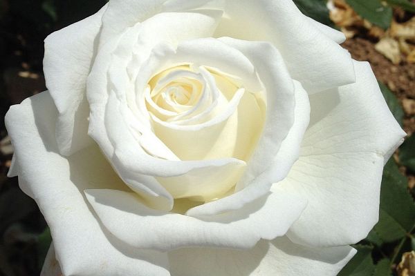 Notre spécialité: les rosiers résistants au calcaire