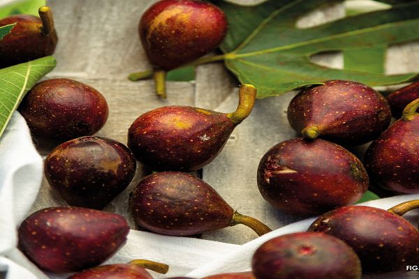 Fruitality®, fruitiers faciles et gourmands&nbsp;: