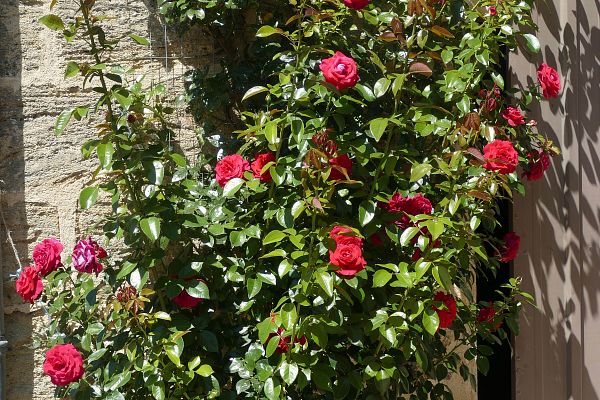 Rosiers grimpants pour mur et façade